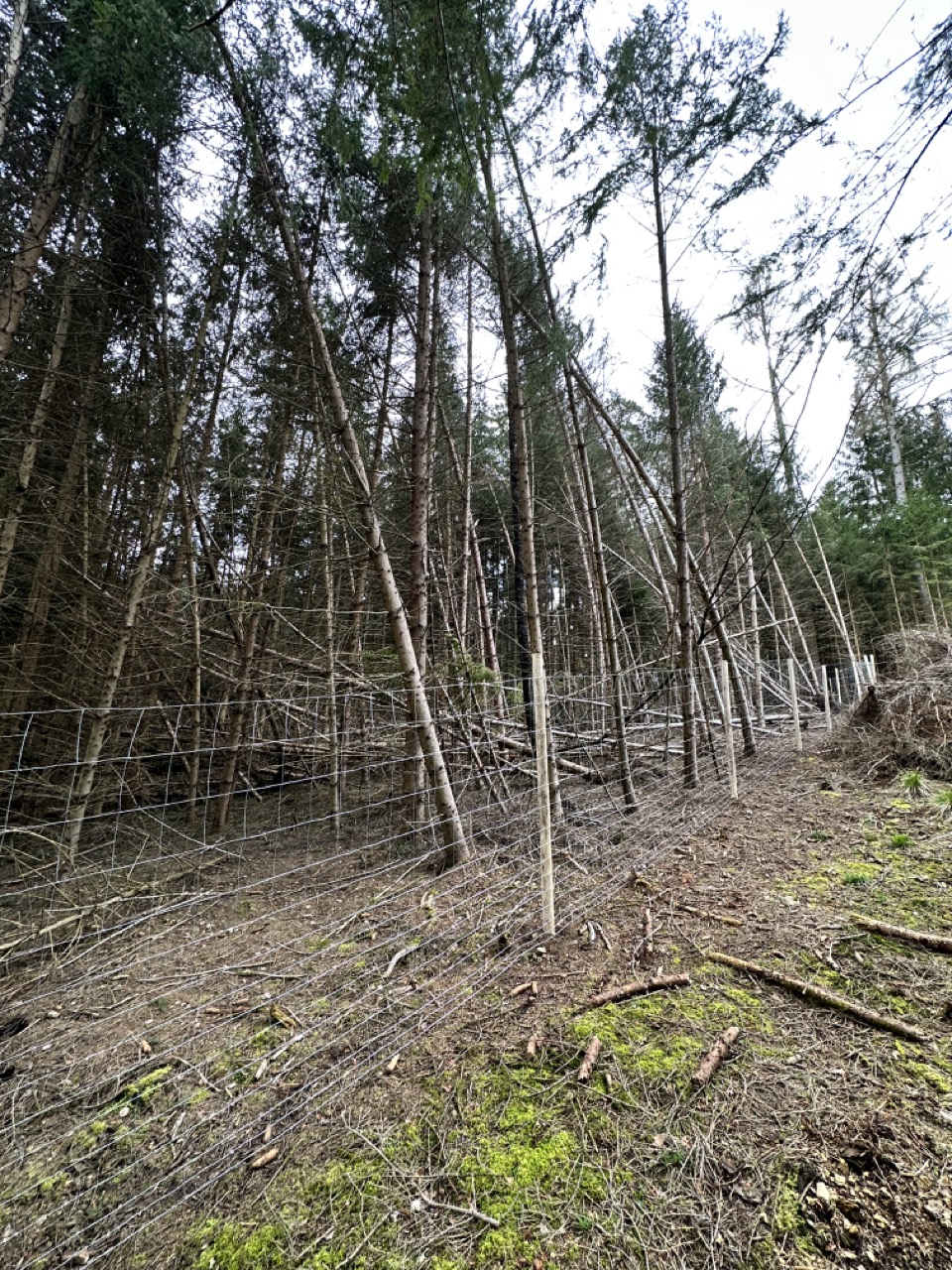 Lesy v soukromých rukou. Tisíce hektarů strádají bez péče.